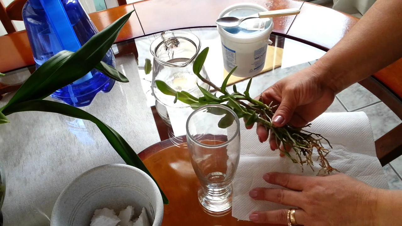 COMO ADUBAR ORQUÍDEA CULTIVADA NA ÁGUA