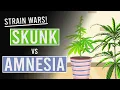 Skunk versus Amnesia: wie wint?