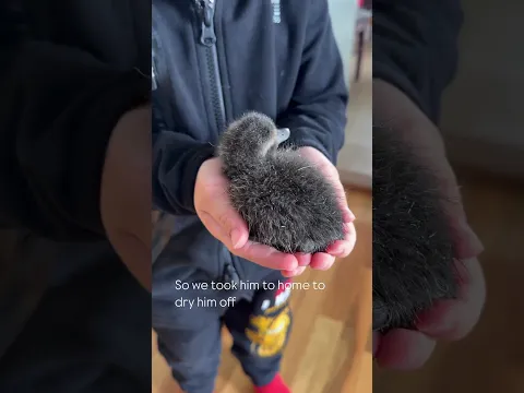 Cute Eider Duckling Rescue