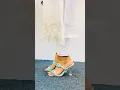 Download Lagu uncommon high heels #foryou #womensshoes #fashionaccessory #highheels #shoes #foot #feet #viralvideo
