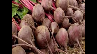 النشاط الزراعي في مصر 