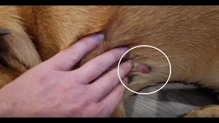 Red Bump On My Dog - Histiocytoma Signs Treatment