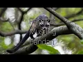 Suara Pemikat Musang Pandan luwak atau careuh
