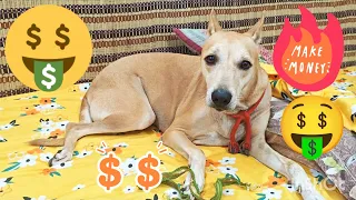 How much does Aura earn? 🐶❤🤑 #doglover #dogvideo #viral 