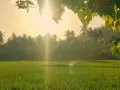 Tranquil Meadows A Peaceful Escape into Nature