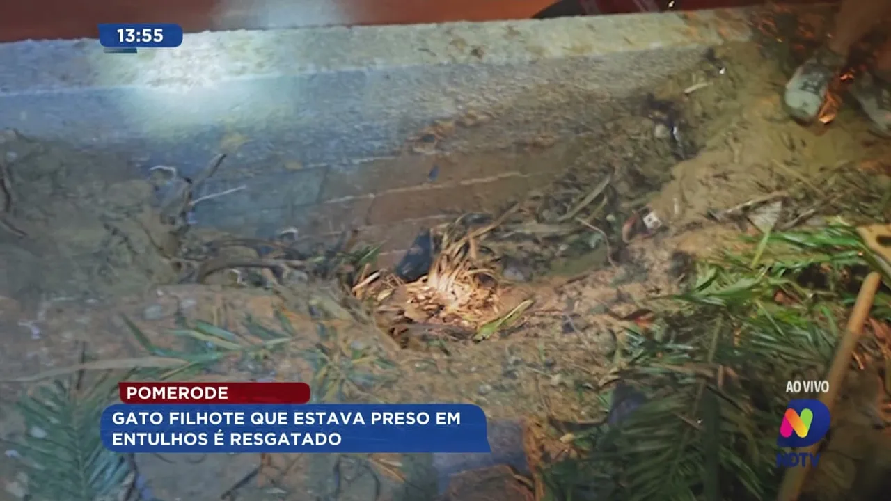 Gato filhote que estava preso em entulhos é resgatado em Pomerode