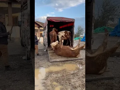 Llegaron las vacas 🚛🐄🐄 #viral #yosoydelos7mil #comedia #humor