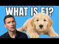 Cockerpoo Cavapoo Generations F1 F1b F2 Decoded