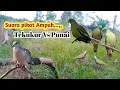 SUARA PIKAT BURUNG TEKUKUR DAN PUNAI//SUARA JERNIH,100% JACKPOT❗