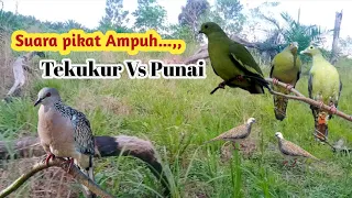 Download SUARA PIKAT BURUNG TEKUKUR DAN PUNAI//SUARA JERNIH,100% JACKPOT❗ MP3