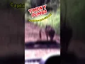 Download Lagu TIMON Y PUMBA #shorts #timon #pumba