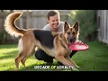 German Shepherd and Lab Mix All About Sheprador