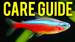 Cardinal Tetra Care Guide How to Tell Cardinal Tetras Neon Tetras Apart