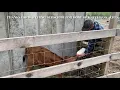 How to treat Mastitis with Today Cephapirin Sodium