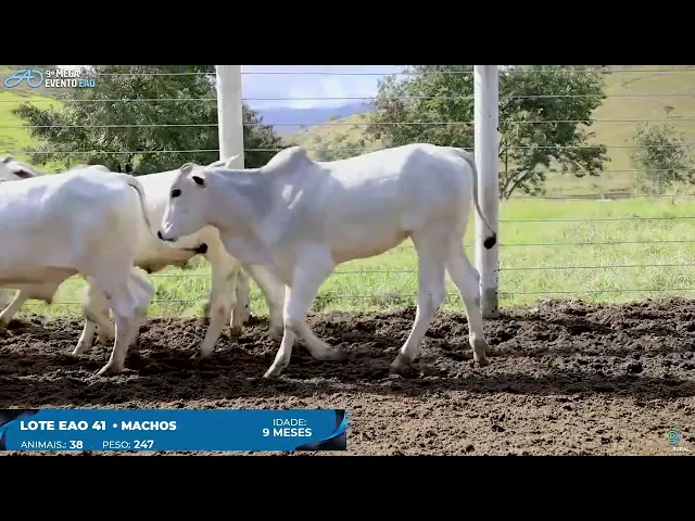 Lote 41