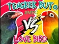 Download Lagu Masteran Kombinasi 💯 Jernih Tengkek Buto vs Lovebird Juara