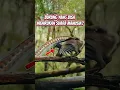 Download Lagu Burung yang Bisa Menirukan Suara Manusia? 😱 | Lyrebird#shorts#lyrebird#kicaumania