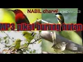 Download Lagu Suara pikat burung andalan jaya channel