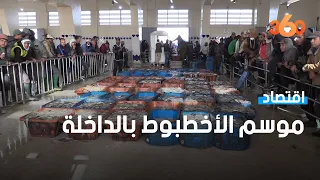 انطلاق موسم الأخطبوط بالداخلة وسط أجواء من التفاؤل دندنها
