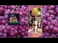 Buddah Bear - Grape limeade