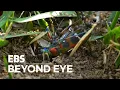 Download Lagu [MacroFilming] 🐜Ants Carrying A Dead Tiger Beetle