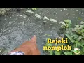 Download Lagu Busyet disungai yang kering ada sedikit air banyak ikan terjebak disini