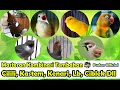 MASTERAN KOMBINASI TEMBAKAN BURUNG CILILIN, KASTEM, KENARI, LOVEBIRD, CIBLEK, PRENJAK DAN GREJA T