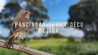 Download Suara Decu Betina MP3