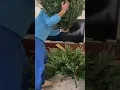 7 5 LED Pre-Lit Acadia Spruce Tree Set Up from
