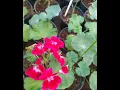 Download Lagu Geranium  for sale. order now:9961003790
