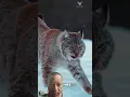 Download Lagu | Sherly Vs Wild, Puma \u0026 Tibetan Dog. | #sherly #wild #puma | #shorts