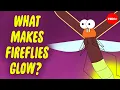 Download Lagu What makes fireflies light up at night? - Emily A. Geest