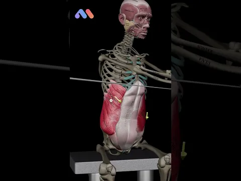 Unlock the Power of Trunk Rotation! 🌀