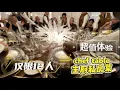 邮轮主厨私房菜｜超有仪式感 神秘后厨难得一见 田园阿婆/EO逐浪之旅(9)特辑【Garden Time 田园生活分享】2025 12