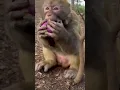 Download Lagu This Monkey Just Outsmarted Everyone! 🐒💡