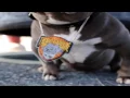 Mr Miagi Exotic Bully