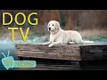 DOG TV Entertain Prevent Boredom Best Anti-Anxiety for Dogs When Home Alone - Music for Dog