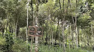 suara pikat kutilang emas dijamin kutilang emas liar akan datang