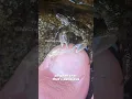 Download Lagu Crab ASMR Sounds | Crab Pedicure ASMR 🤯🦀✨🦶