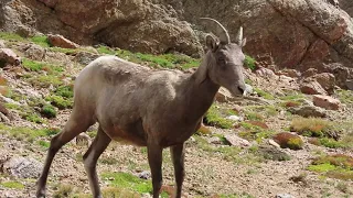 MOUNT BLUE SKY Rocky Mountain Bighorn Sheep Info Video With Info 