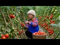 Lagu A busy day for Han: harvesting tomatoes and preserving them using traditional methods.