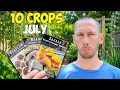 10 Crops You d Be Foolish Not to Plant in July