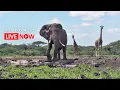 Lagu ol Donyo Lodge | Wildlife Live Stream – Kenya