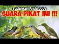 Download Lagu Suara pikat burung kecil paling ampuh auto kumpul semua 