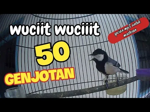 Download MP3 suara glatik batu wicit wucit sampe 50 genjotan untuk masteran