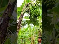 Download Lagu Skill Teknik Memanen Buah Pisang Yang Sangat Mengagumkan #shorts