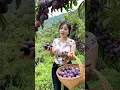 Download Lagu #dj #electronicmusic #housemusic #edm #katemango #fruit #musicgenre #food