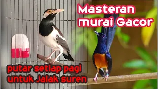Download Masteran Murai Batu Gacor untuk pastol jalak suren MP3