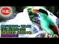 Download Lagu Ekek Keling Gacor Audio - Burung Ekek Keling Full Tembakan MP3