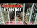 Tupai Terbang||Bajing Terbang|adil supardi channel.